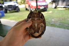 Sternotherus carinatus
