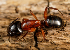 Camponotus texanus