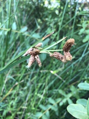 Schoenoplectus triqueter