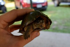 Sternotherus carinatus