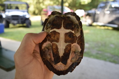 Sternotherus carinatus