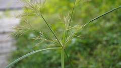 Cyperus distans