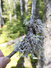 Pseudevernia consocians