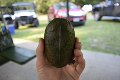 Sternotherus carinatus