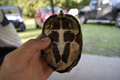Sternotherus carinatus