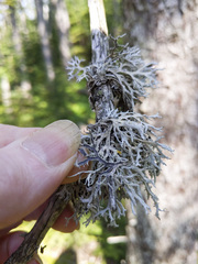 Pseudevernia consocians