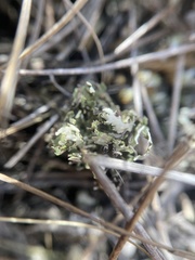 Cladonia robbinsii
