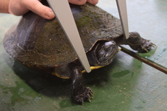 Pseudemys concinna concinna