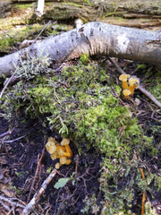 Leotia viscosa