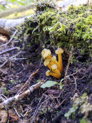Leotia viscosa