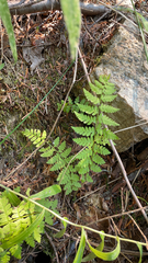 Dryopteris