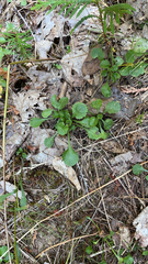 Packera obovata
