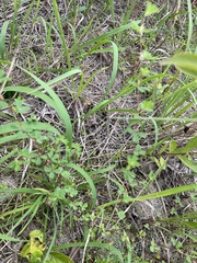 Thalictrum minus