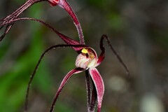 Caladenia capillata
