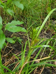Carex lupulina