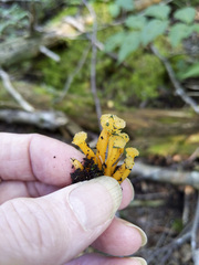 Leotia viscosa