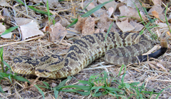 Crotalus molossus molossus
