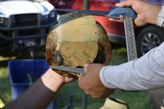 Pseudemys concinna concinna