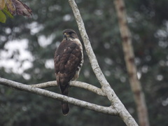 Dryotriorchis spectabilis