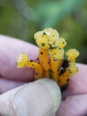 Leotia viscosa