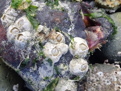 Balanus glandula