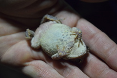 Anaxyrus fowleri