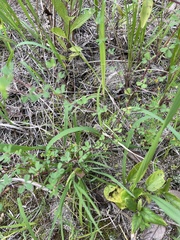 Thalictrum minus