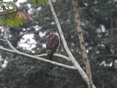 Dryotriorchis spectabilis