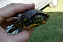 Pseudemys concinna concinna