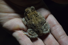 Anaxyrus fowleri