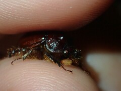 Eucanthus lazarus