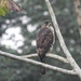 Congo Serpent-Eagle - Photo (c) Nick Ramsey, some rights reserved (CC BY-NC), uploaded by Nick Ramsey