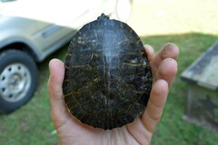 Pseudemys concinna concinna