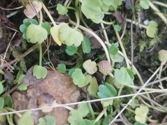 Halerpestes sarmentosa