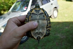 Pseudemys concinna concinna