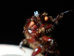 Eucanthus lazarus