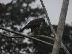 Dryotriorchis spectabilis