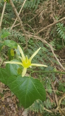 Passiflora herbertiana