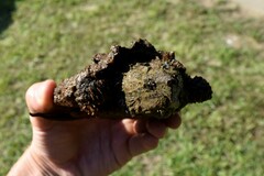 Macrochelys temminckii