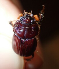 Eucanthus lazarus