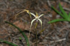Caladenia capillata