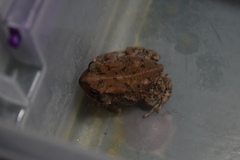 Anaxyrus fowleri