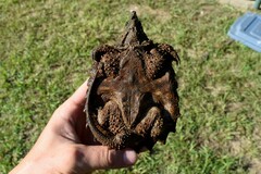 Macrochelys temminckii