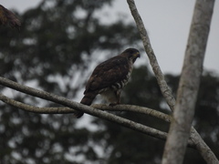 Dryotriorchis spectabilis