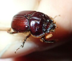 Eucanthus lazarus