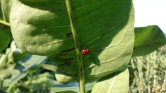 Asclepias syriaca