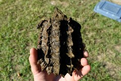 Macrochelys temminckii