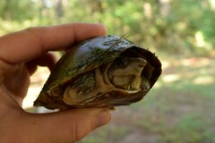 Sternotherus carinatus