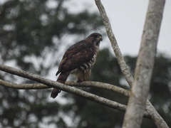 Dryotriorchis spectabilis