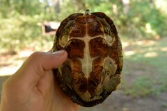 Sternotherus carinatus